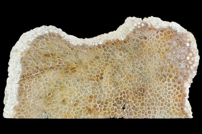 Polished Fossil Coral Slab - Indonesia #109126